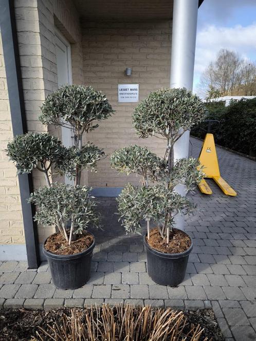 Olijfbomen bonsai, Tuin en Terras, Planten | Bomen, Olijfboom, 100 tot 250 cm, Volle zon, Lente, In pot, Ophalen