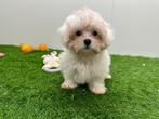 Shih-Poo pup - Shih Tzu x Dwergpoedel, België, Reu, 8 tot 15 weken, CDV (hondenziekte)