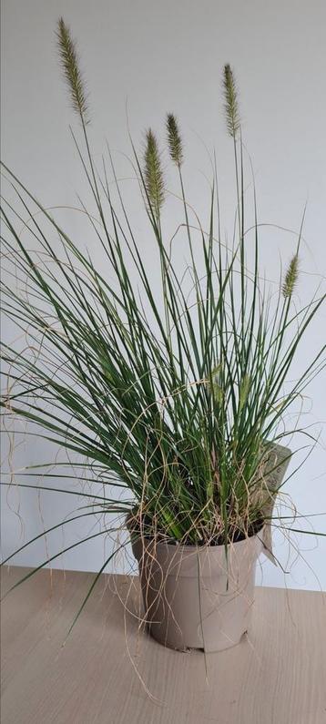 Pennisetum Alop Hameln - lampenpoetsergras  beschikbaar voor biedingen