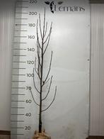 Jonge magnolia bomen, Ophalen, Halfschaduw, Overige soorten, Lente