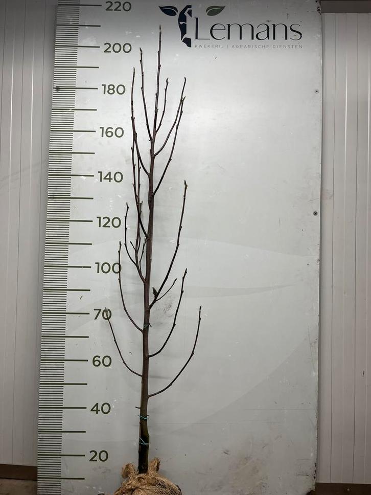 Jonge magnolia bomen, Tuin en Terras, Planten | Bomen, Overige soorten, 100 tot 250 cm, Halfschaduw, Lente, Ophalen