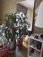 Zeer grote spiegel(s) te koop, Ophalen, Gebruikt, 200 cm of meer, 75 tot 100 cm