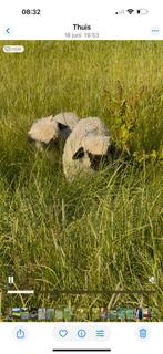 Walliser schwarznase rammetjes, Dieren en Toebehoren