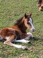 Welsch hengstveulentje met stamboek, Dieren en Toebehoren, Pony's, Hengst, Niet van toepassing, A pony (tot 1.17m), 0 tot 2 jaar