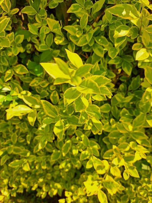 Ligustrum ovalifolium aureum, Tuin en Terras, Planten | Struiken en Hagen, Haag, Liguster, 100 tot 250 cm, Ophalen