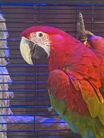 Papegaaienpaar (chloroptera en ararauna), Dieren en Toebehoren, Meerdere dieren, Pratend