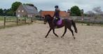 Superknappe dun pony, Dieren en Toebehoren, Pony's, Merrie