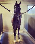 Geweldige dressuur/recreatie pony met een gouden hartje!, Dieren en Toebehoren, Merrie, Met stamboom, Dressuurpony, L