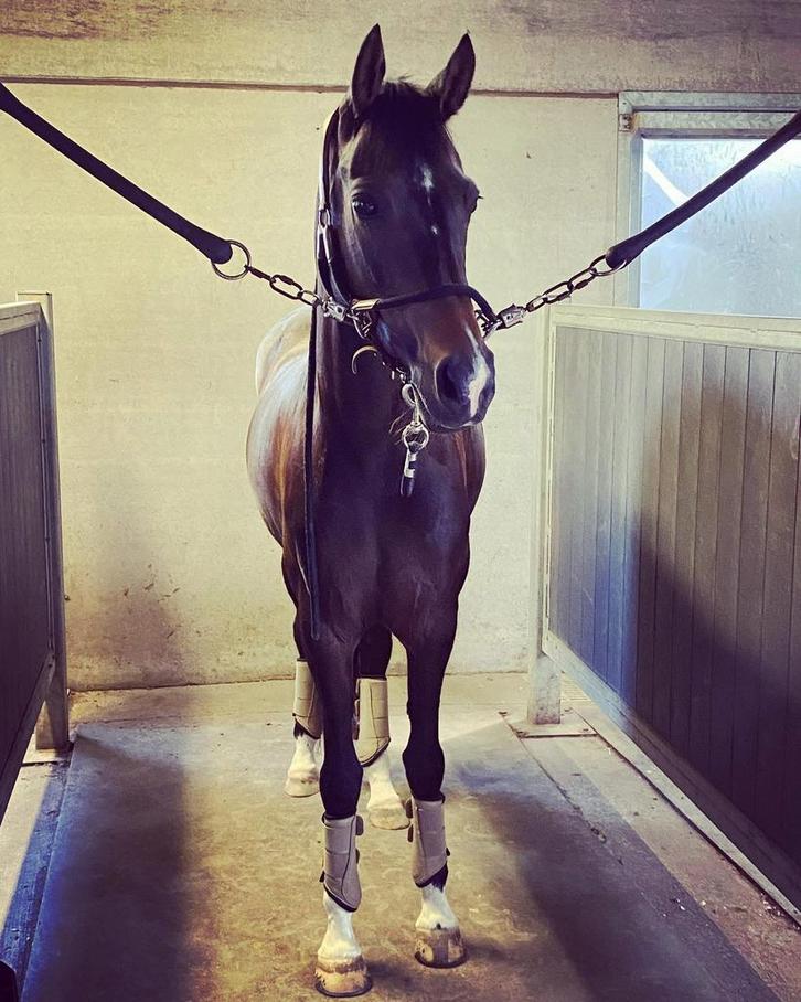 Geweldige dressuur/recreatie pony met een gouden hartje!, Dieren en Toebehoren, Pony's, Merrie, L, D pony (1.37m tot 1.48m), Dressuurpony