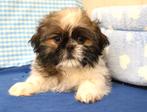 Super leuke Shih-tzu pups!, Dieren en Toebehoren, Honden | Chihuahua's en Gezelschapshonden, 15 weken tot 1 jaar, Reu, Buitenland