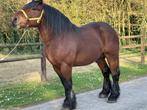 Comtois Dekhengsten 2025, Hengst