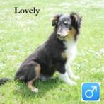« Lovely » chiot Sheltie à vendre (tricolore), Un chien, Étranger, Commerçant, Parvovirose