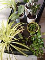 Kamerplant orchidee crassula graslelie  cactus, Ophalen, Cactus