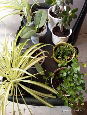 Kamerplant orchidee crassula graslelie ZZ zamioculcas cactus beschikbaar voor biedingen