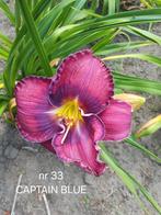 Hemerocallis  CAPTAIN  BLUE, Tuin en Terras, Planten | Tuinplanten, Ophalen of Verzenden