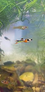 Endler guppy’s te koop, Dieren en Toebehoren, Vissen | Aquariumvissen, Zoetwatervis