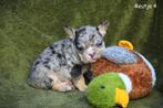 Prachtige Franse Bulldog pupjes, Bouledogue, Plusieurs, Hépatite contagieuse (maladie de Rubarth), Belgique