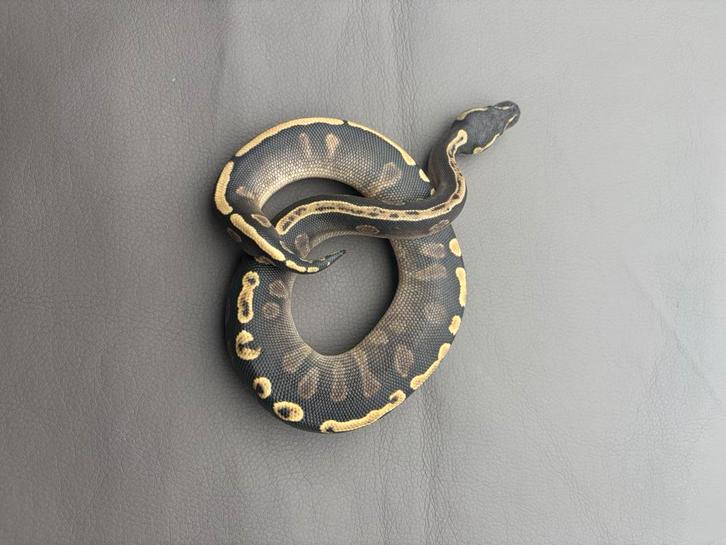 0.1 GHI / Phantom / Black Head, Animaux & Accessoires, Reptiles & Amphibiens, Serpent, 0 à 2 ans, Avec terrarium, Domestique