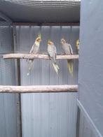 valkparkieten, Dieren en Toebehoren, Vogels | Parkieten en Papegaaien