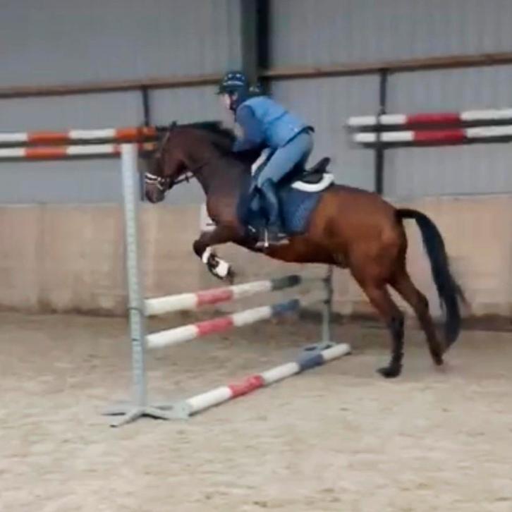 Brave pony ruin, Dieren en Toebehoren, Pony's, Ruin