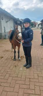 Gezocht lesgever, Dieren en Toebehoren, Paarden