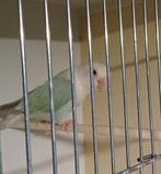 Roseicollis, Dieren en Toebehoren