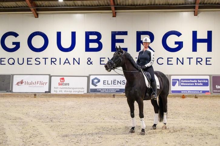 Gezocht minimaal Z1 paarden, Dieren en Toebehoren, Paarden, Z, Dressuurpaard, Met stamboom, Gechipt, Ontwormd, Ingeënt