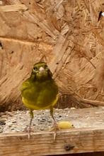 Kanarie, Dieren en Toebehoren, Vogels | Kanaries, Mannelijk, Zangkanarie