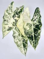 Alocasia Frydek Variegated, Ophalen of Verzenden