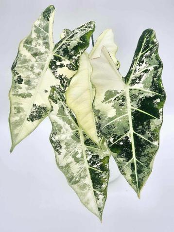 Alocasia Frydek Variegated, Huis en Inrichting, Kamerplanten, Ophalen of Verzenden
