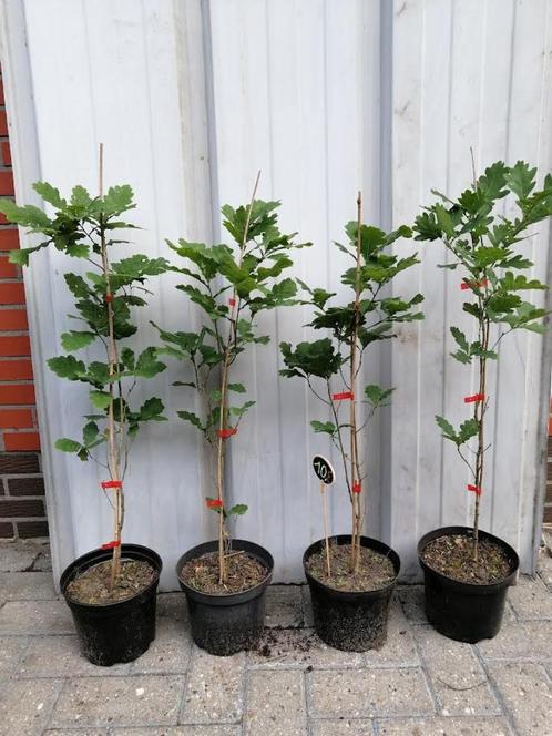 Quercus Robur Fastigiata Koster; Zuileiken in 6l pot: 20€., Tuin en Terras, Planten | Bomen, Zuilboom, 100 tot 250 cm, Volle zon