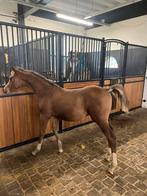 Mooie hengst veulens, Dieren en Toebehoren, Paarden, Hengst, Onbeleerd, Minder dan 160 cm, 0 tot 2 jaar