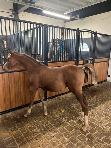 Mooie hengst veulens beschikbaar voor biedingen