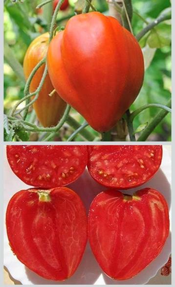 Plants de tomates cœur de bœuf et à repiquer +_20.cm, Enlèvement