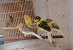 raza kanaries, Dieren en Toebehoren, Vogels | Kanaries, Geslacht onbekend, Zangkanarie