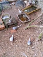 diamandduifjes, Dieren en Toebehoren, Vogels | Overige Vogels, Meerdere dieren, Tropenvogel, Tam