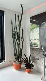 Cactus tot tegen plafond en kleinere plant pot van Pantone, Maison & Meubles, Enlèvement ou Envoi