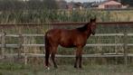 3 jarige, Hengst, Onbeleerd, 3 tot 6 jaar