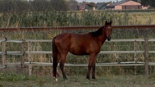 3 jarige, Dieren en Toebehoren, Pony's, Hengst, Onbeleerd, 3 tot 6 jaar