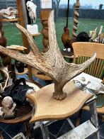 Eland gewei, Antiquités & Art, Enlèvement ou Envoi