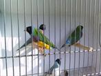 MOOIE GOULDS ALLE KLEUREN, Dieren en Toebehoren, Tropenvogel, Geringd