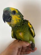 Super tamme Amazon papegaai, Dieren en Toebehoren, Papegaai, Geringd