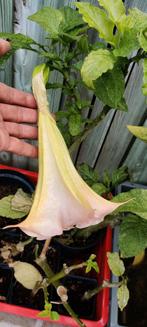 Brugmansia, engelentrompet, Tuin en Terras, Ophalen