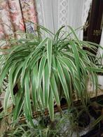 Jeune plante araignée ou chlorophytum. Facile à entretenir., Jardin & Terrasse, Plantes | Jardin, Enlèvement ou Envoi