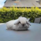 Minilop voedster langharig, Vrouwelijk, Dwerg, Hangoor, 0 tot 2 jaar
