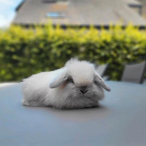 Minilop voedster langharig, Dieren en Toebehoren, Konijnen, Dwerg, Vrouwelijk, 0 tot 2 jaar, Hangoor