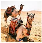 Diamond Painting - Kamelen - 40 x 30 Cm, Ophalen of Verzenden, Nieuw, Knutselwerk