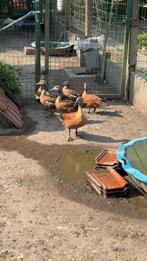 Grijskop casarcas, Dieren en Toebehoren
