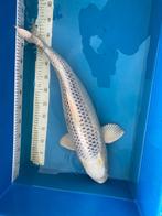 Gin Matsuba 65cm, Dieren en Toebehoren, Vissen | Vijvervissen, Karper of Koi