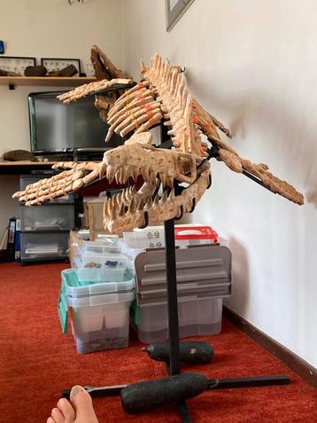 Fossielen Mosasaurus skelet - Dinosaur Era. beschikbaar voor biedingen